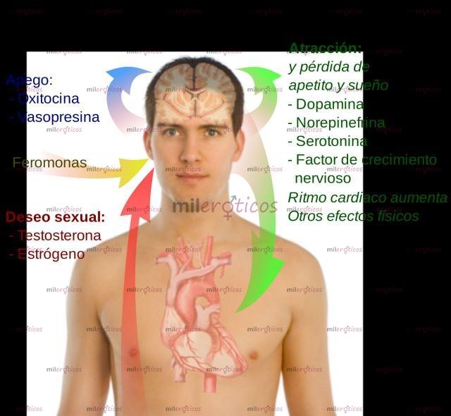 Fotos de FEROMONAS: ATRAE EL SEXO OPUESTO CON TU AROMA Y AUMENTA TUS INGRESOS