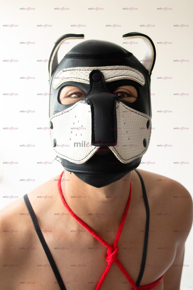 FOTOS DE CACHORRO PARA TU DIVERSIÓN, DISPONIBLE PARA TUS CAPRICHOS.