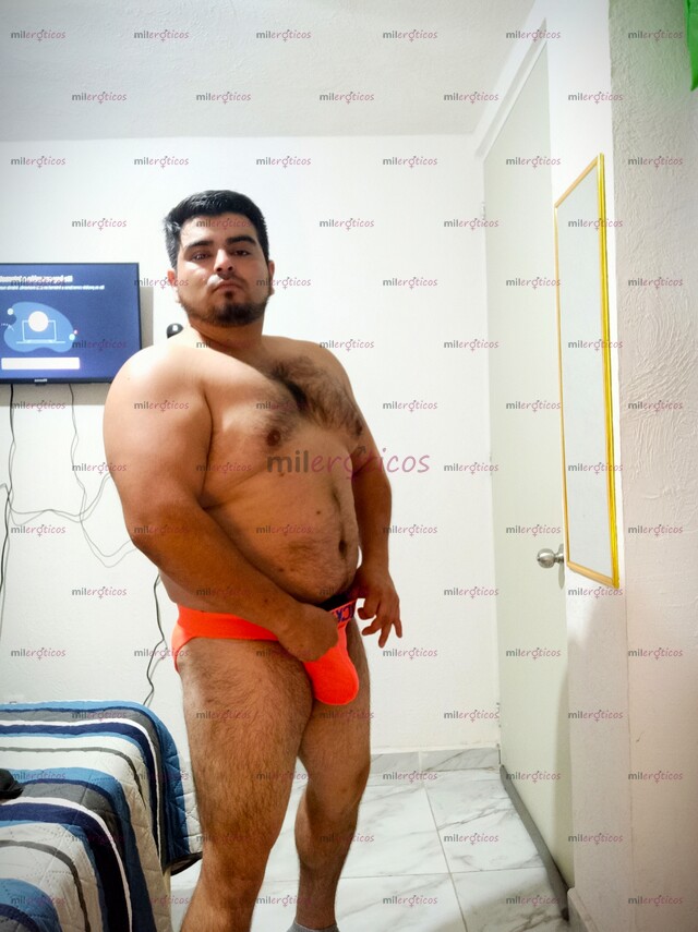 FOTOS DE OSITO CHIHUAHUENSE DISPUESTO A COMPLACERTE