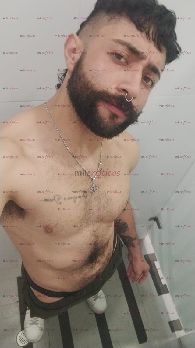 FOTOS DE CERDO SIN CASI LÍMITES VERSÁTIL COMPLACIENTE PELUDO Y BARBADO