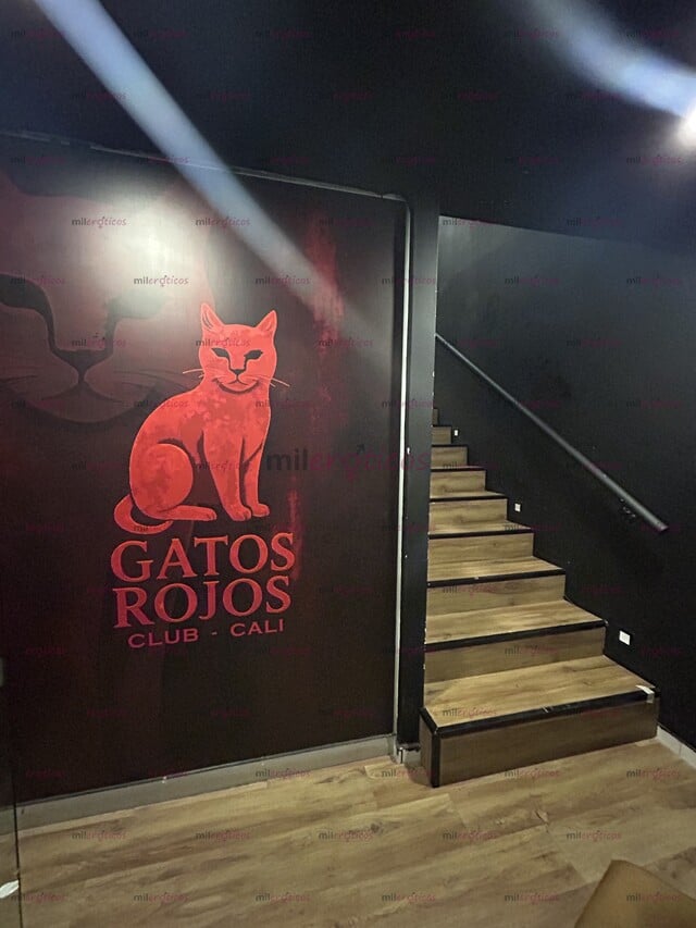 FOTOS DE GATOS ROJOS CLUB CABARET EXCLUSIVO EN EL NORTE DE CALI