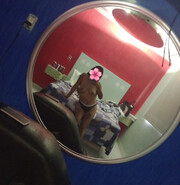 FLAQUITA MORENITA JAROCHITA PERVERSA EN LA CAMA RICA MAMANDO VERGA !!! - FOTO 3