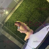 CHICA INDEPENDIENTE NALGONA CHICHONA BRENDA - FOTO 6