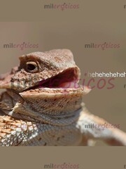 TETA TETATETA TETATETA TETATETA TETATETA TETATETA TETATETA TETATETA TETATETA - FOTO 8