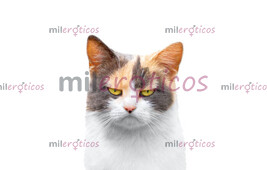 SEXSHOT SEXSHOTSEXSHOT SEXSHOTSEXSHOT SEXSHOT - FOTO 5