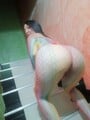 FOTOS DE TU FLACA PERRA ARDIENTE GANOSA DE TU RICA VERGA VEN NO TE LO PIERDAS .......