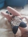 FOTOS DE PROMOCIÓN DE CUCASOS CALIENTES VAGINA BIEN EXTRECHITA