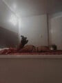 FOTOS DE $$650$$DELICIOSA MUÑECA QUE LE ENCANTA EL SEXO Y PASARLA SUPER BIEN!!