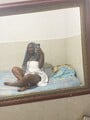 FOTOS DE SOY UNA HERMOSA TETONA DE 25 AÑOS GANOSA DE VERGA