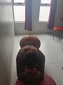 FOTOS DE MORENA CACHONDA SOY MONI SI LO QUE BUSCAS ES PLACER ESPERO TU MENSAJE O LLAMADA