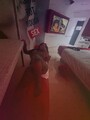 FOTOS DE $700 PAPI CHUPA MI CLÍTORIS Y MI ANO Y TE HAGO BESO NEGRO CON GARGANTA PROFUDA