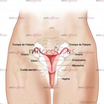 Masajes vaginales Masajes vaginales